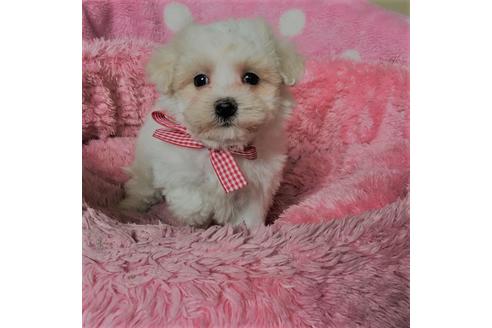 成約済の福岡県のミックス犬-44857の5枚目